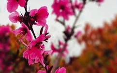 男女gif出入抽搐动态图